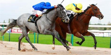 horse racing entries